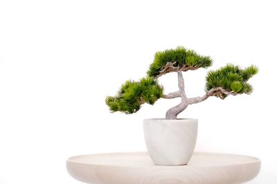 Close-up of potted plant on table against white background