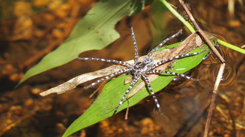 Close-up of insect on plant