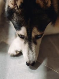 Close-up portrait of dog lying down on floor