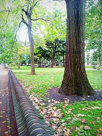 Narrow pathway along trees