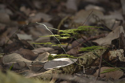Close-up of fresh green plant