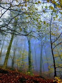 Trees in forest during autumn