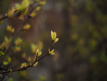 Close-up of flowering plant