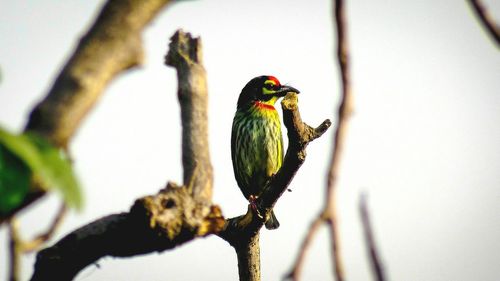 Bird perching on branch