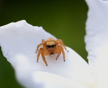 Close-up of spider