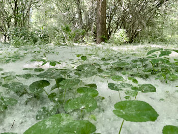 Close-up of plants growing on land in winter