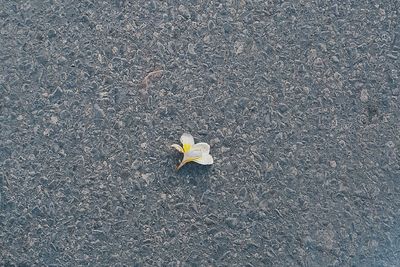 High angle view of leaf on road