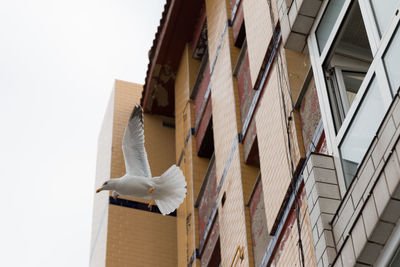 Low angle view of seagull flying next to building against sky