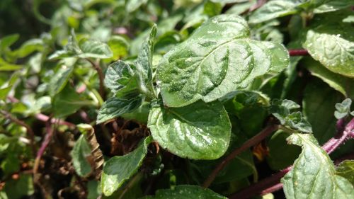 Close-up of green leaves