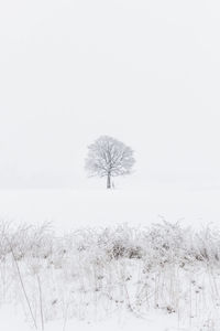 Bare trees on field