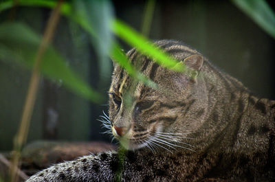 Leopard cat relaxing on field