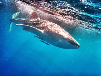 Whale swimming in sea