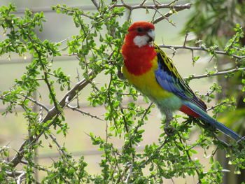 Low angle view of parrot perching on tree, australia