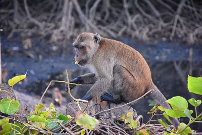 Monkey sitting in a plant