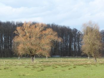 Trees on field against sky