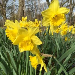 Close-up of yellow daffodil blooming in garden