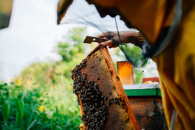 Beekeeper holding honeycomb