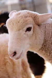 Close-up of a sheep