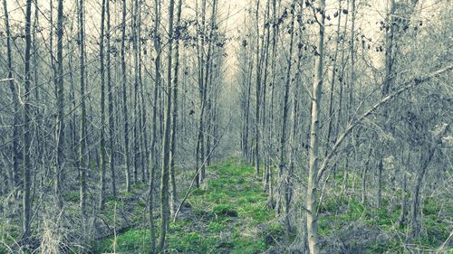 Full frame shot of bamboo trees