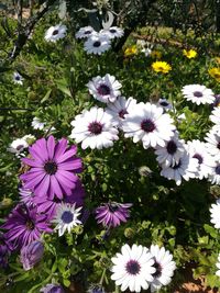 High angle view of purple flowers blooming on field