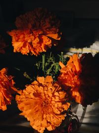 Close-up of marigold flowers blooming outdoors