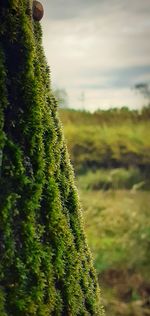 Close-up of succulent plant on field against sky