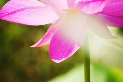 Close-up of wet pink flower blooming outdoors