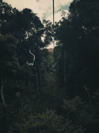 Trees in forest against sky