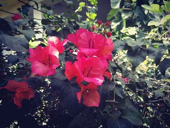 Close-up of red flower