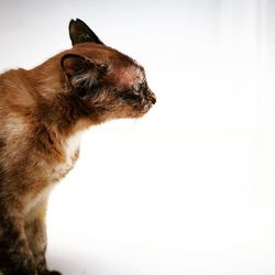 Close-up of cat looking away against white background