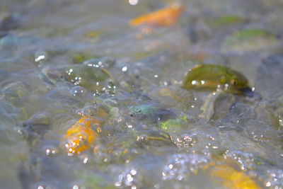 Close-up of water drops on leaf