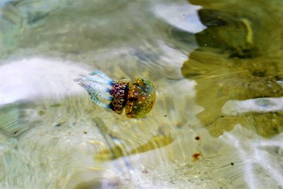 Fish swimming in water