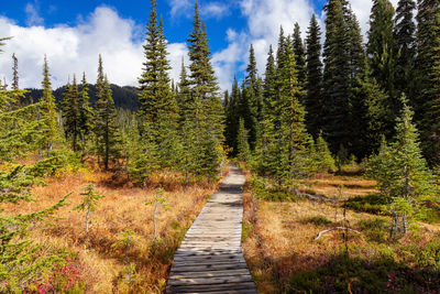 Footpath amidst trees in forest