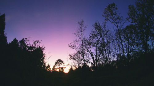 Low angle view of silhouette trees against clear sky