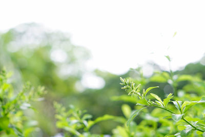 Close-up of plant against blurred background