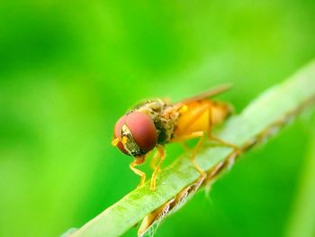 Close-up of ladybug on leaf