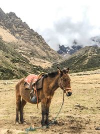 Horse on field