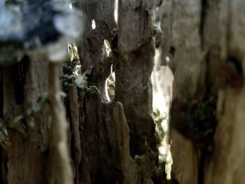 Close-up of tree trunk against plants