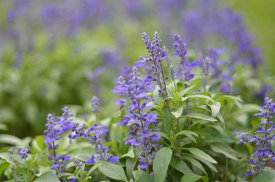 Close-up of insect on purple flowering plant