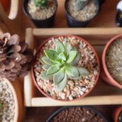 High angle view of potted plants on table