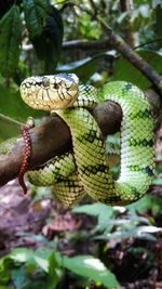 Close-up of snake on branch