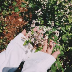 Cropped hands of woman touching flowers