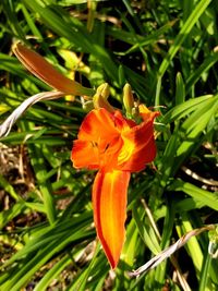 Close-up of orange flower