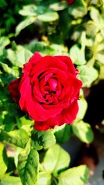 Close-up of red rose