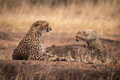 View of two cats on field