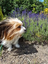 Close-up of dog on field