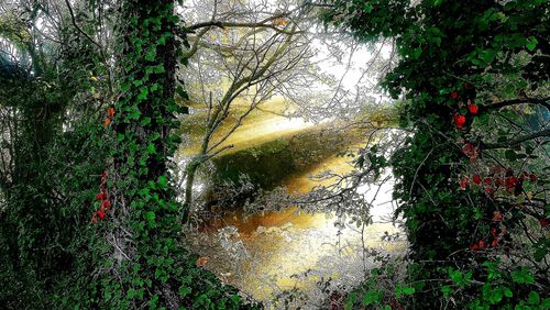 Reflection of trees on lake in forest