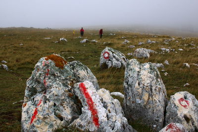 Close-up of rocks on field