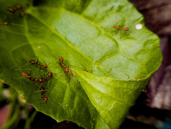 Close-up of insect on leaves