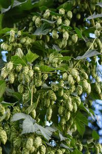 Close-up of berries growing on plant